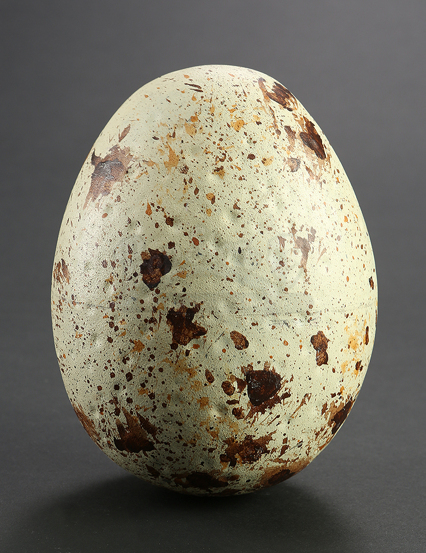 jurassic world dinosaur egg