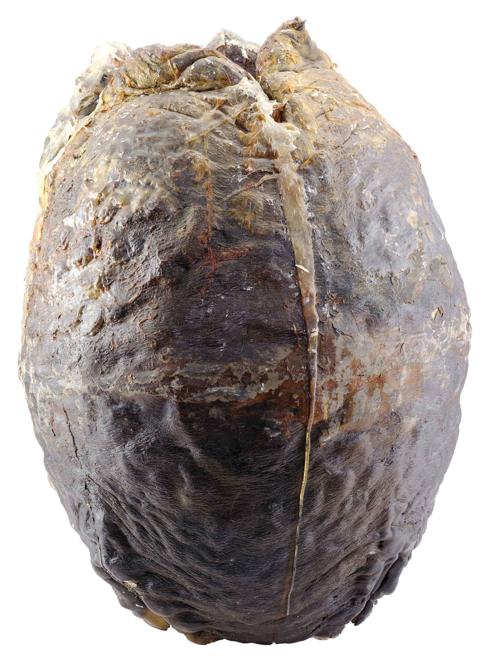 Lot #16 - ALIENS (1986) - Xenomorph Egg