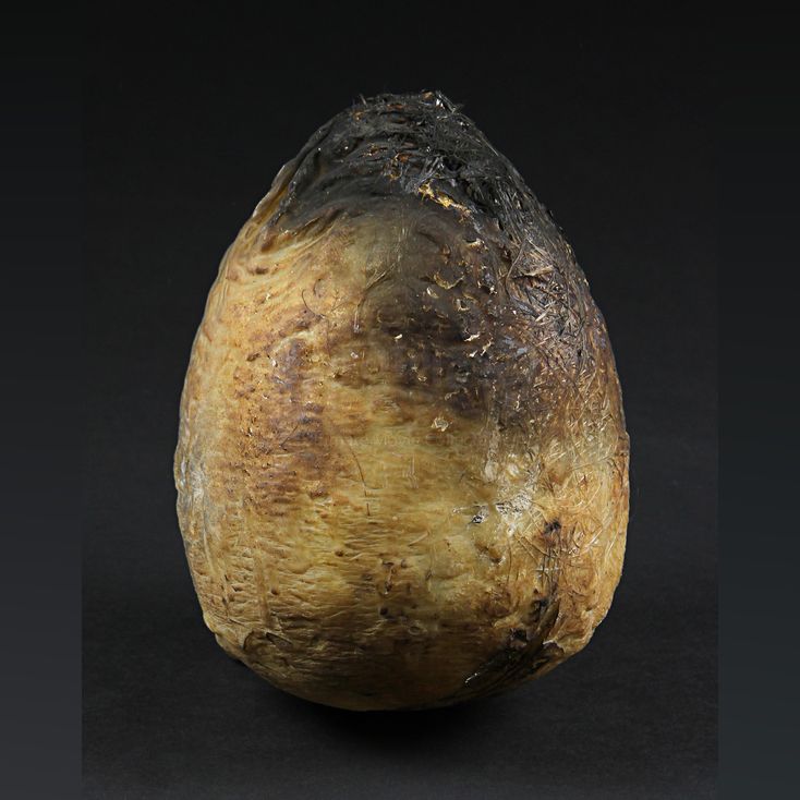 Burnt Miniature Xenomorph Egg | ALIENS (1986)